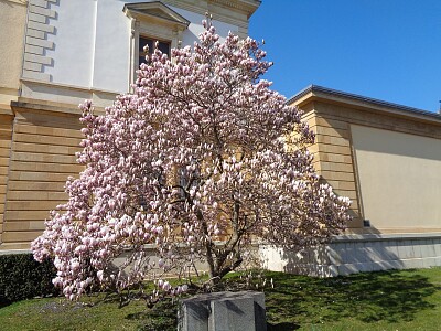 פאזל של Neuchâtel magnolia