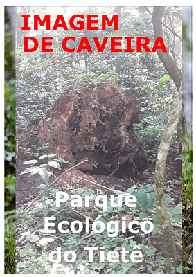 Imagem de caveira no Parque