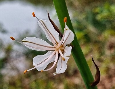 פאזל של Fleur