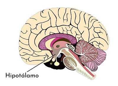 Hipotálamo jigsaw puzzle