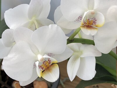 פאזל של white orchid