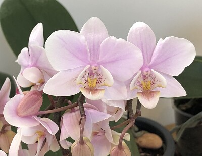 Pink Orchid