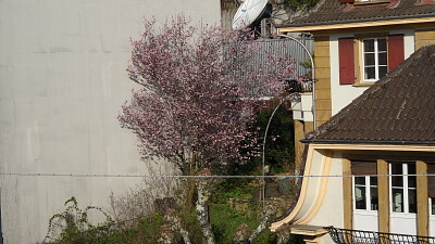 Neuchâtel cerisier sauvage