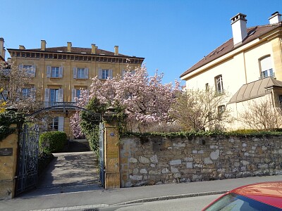 Neuchâtel magnolia 2
