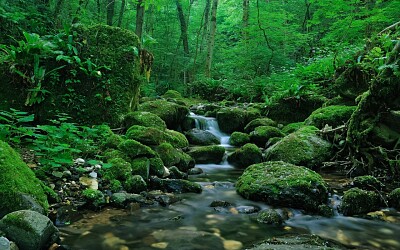 פאזל של Stream in Forest