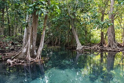 פאזל של Mangrove