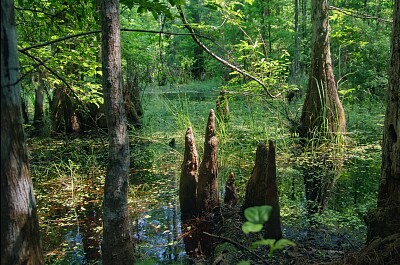 Swamp jigsaw puzzle