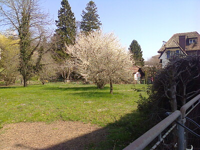Colombier cerisier en fleurs