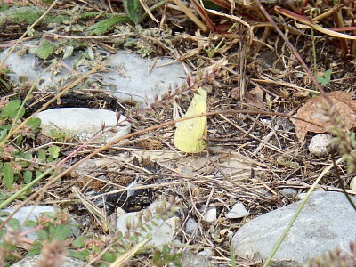 farfalla gialla