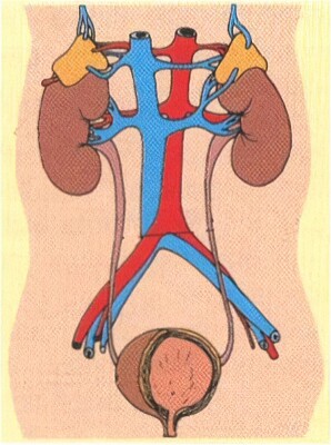 sistema excretor