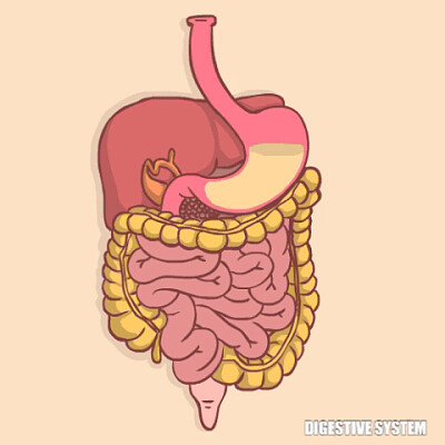 DIGESTIVE SYSTEM jigsaw puzzle