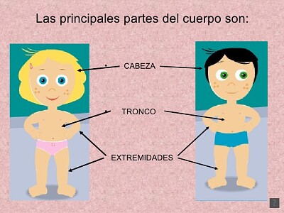 Cuerpo humano