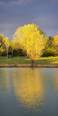 פאזל של Arbre