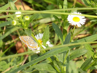 פאזל של farfalla sui fiori