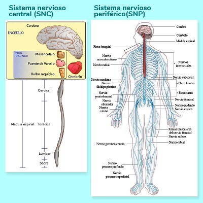 פאזל של Sistema nervioso