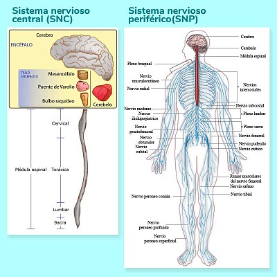 Sistema nervioso