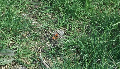farfalla tra l 'erba