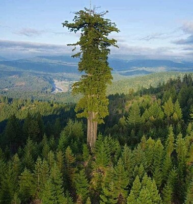 פאזל של L 'ALBERO PIU ' ALTO del MONDO