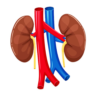 pulmones