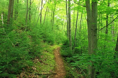 Camino jigsaw puzzle