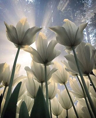 פאזל של tulipe