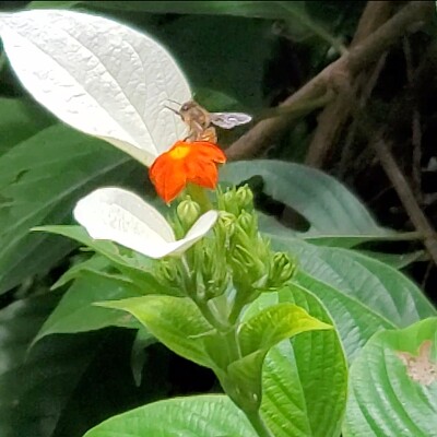 Abeja polinizando, Jardín Botánico,  UPR jigsaw puzzle