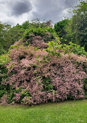 Arbusto, Jardín Botánico, UPR