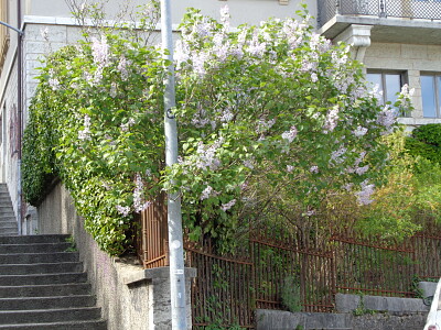 Neuchâtel lilas en fleurs 1