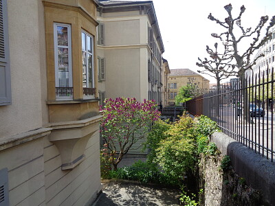 Neuchâtel lilas en fleurs 2