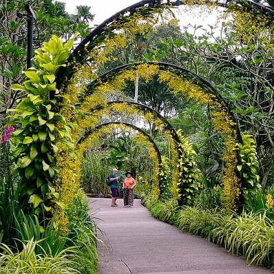 פאזל של Orchid Garden