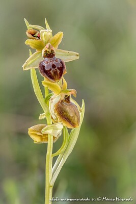 UN FIORE