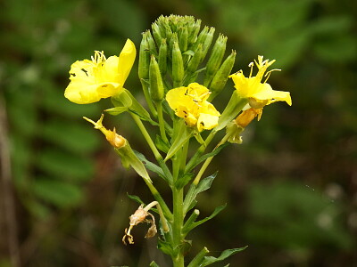 fiore giallo