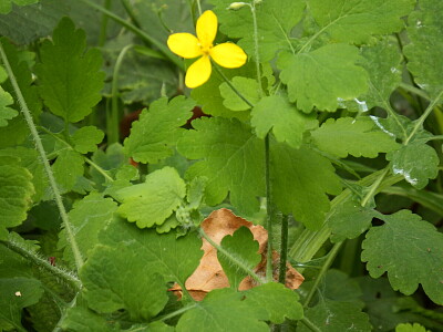 fiore giallo jigsaw puzzle