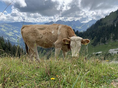 Kuh auf der Alp