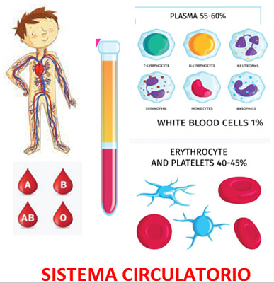 Sistema circulatorio jigsaw puzzle