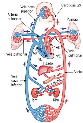 פאזל של sistema cardiovaslar