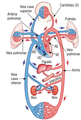 sistema cardiovaslar jigsaw puzzle