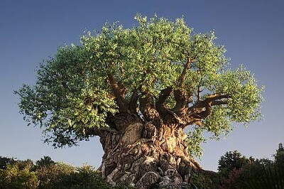 L 'ALBERO della VITA