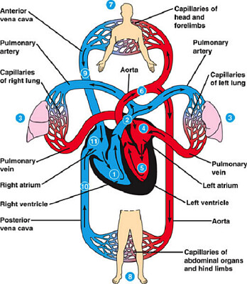 פאזל של Circulatory System