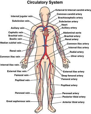 פאזל של Major Veins and Arteries