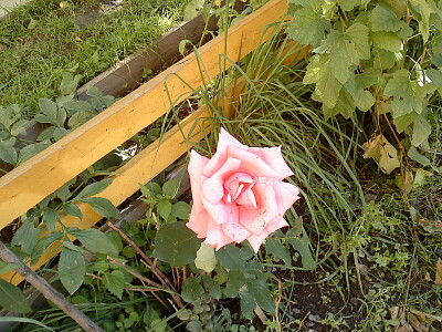 rose