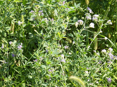 fiori azzurri