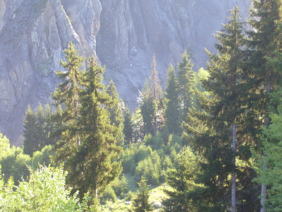 svani