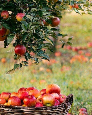 alimentos