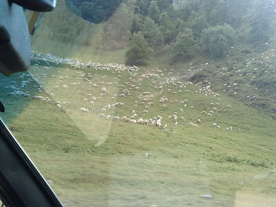 פאזל של shatili sheeps