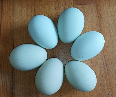 Les œufs bleus