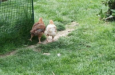 Mes poussins inséparables