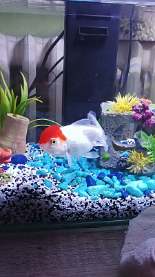 פאזל של Tête Rouge le Poisson rouge Japonais