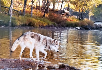 Lobo en un lago-bosque