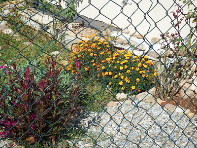 fiori di giardino